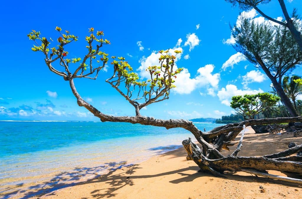 Hale La’Au Pohaku TVNC 4255