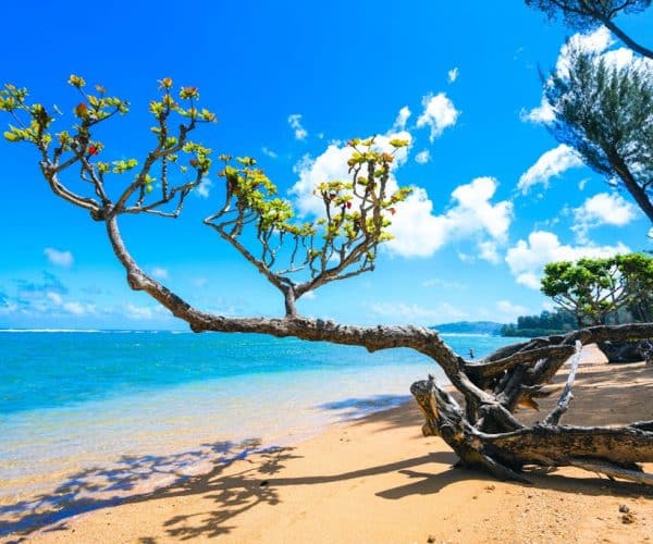 Hale La’Au Pohaku TVNC 4255